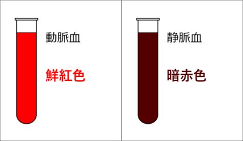 鮮紅色 暗赤色|動脈血は鮮紅色。静脈血は暗赤色。秘密はヘモグロビ。